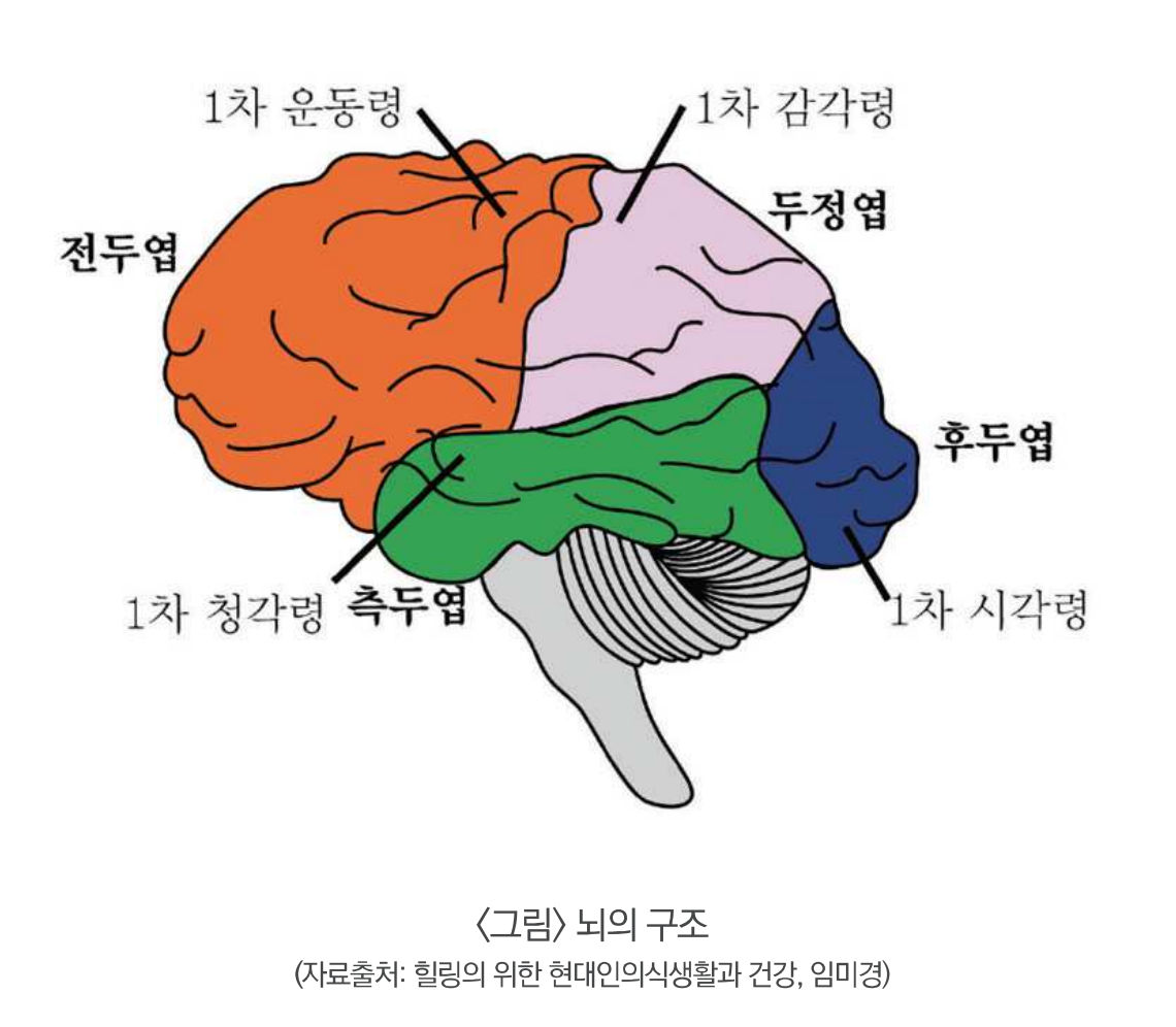 뇌의구조