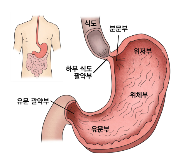 위의 구조 및 위선 세포