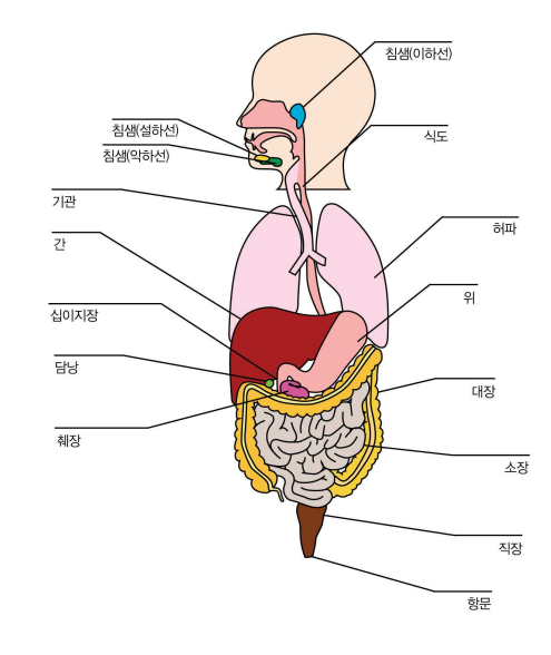 인체의 장기 구조